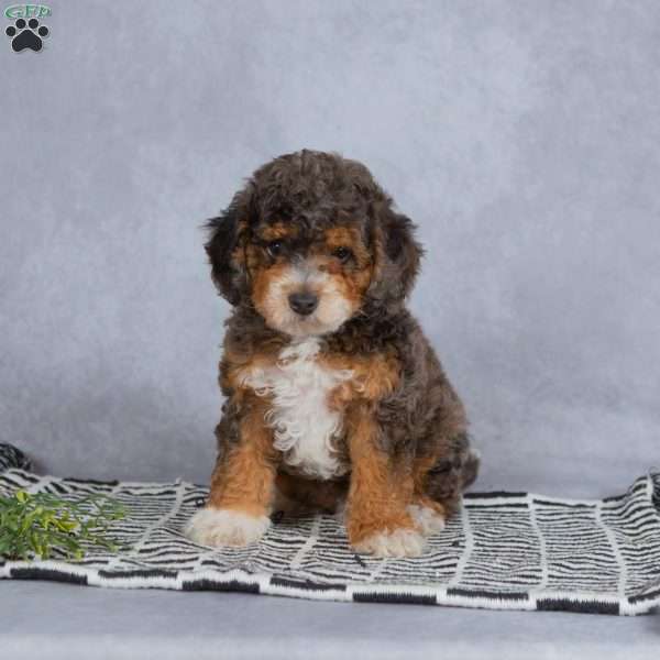 Buddy, Miniature Poodle Puppy